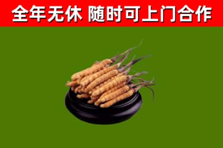 万荣县回收冬虫夏草