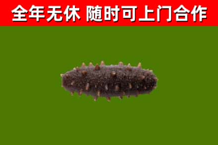 万荣县回收海参干